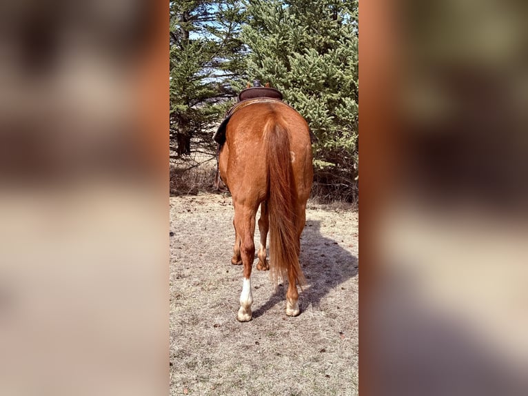 American Quarter Horse Gelding 14 years 14,3 hh Sorrel in Cannon Falls, MN