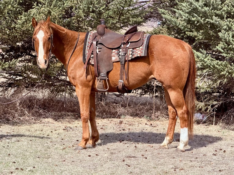 American Quarter Horse Gelding 14 years 14,3 hh Sorrel in Cannon Falls, MN