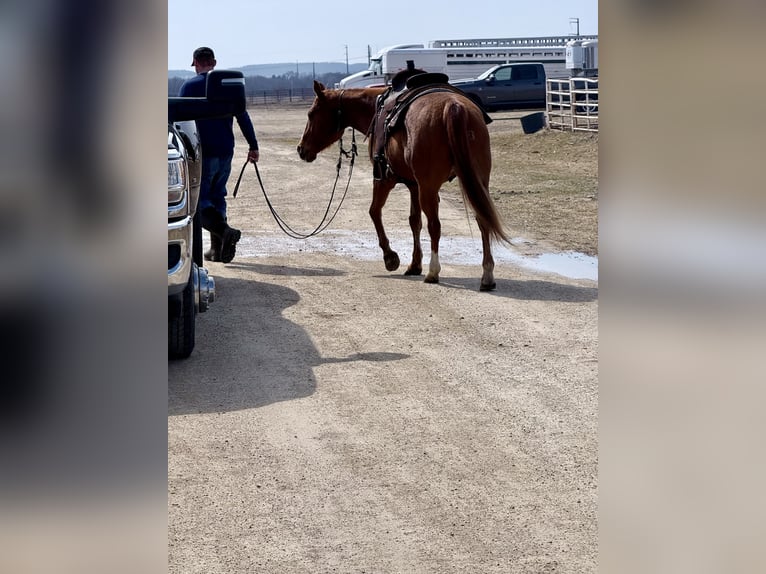 American Quarter Horse Gelding 14 years 14,3 hh Sorrel in Cannon Falls, MN