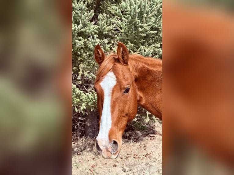 American Quarter Horse Gelding 14 years 14,3 hh Sorrel in Cannon Falls, MN