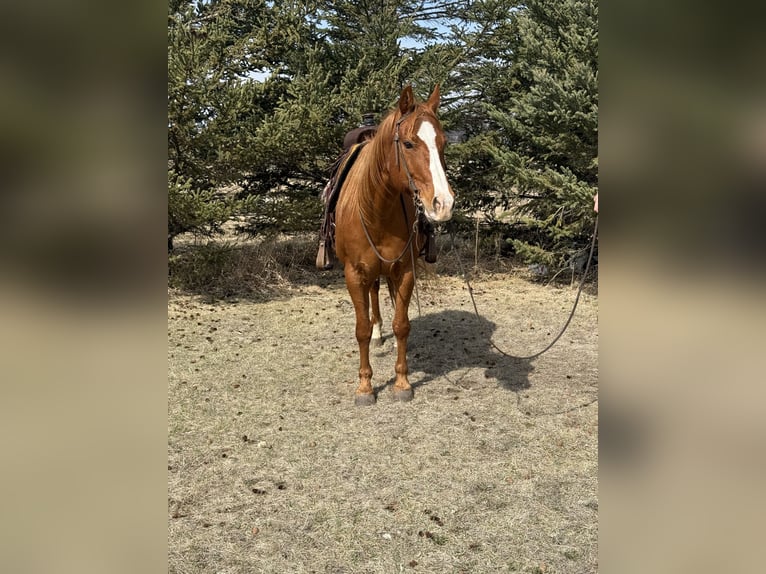 American Quarter Horse Gelding 14 years 14,3 hh Sorrel in Cannon Falls, MN