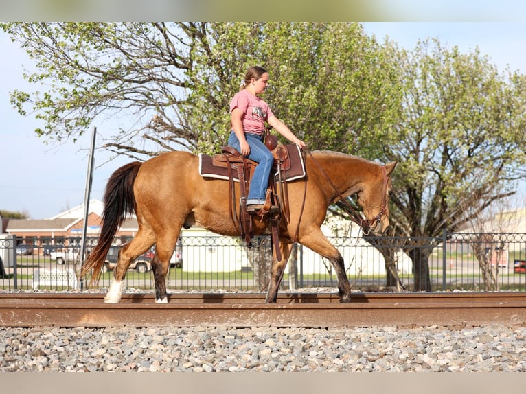 American Quarter Horse Gelding 14 years 14 hh Buckskin in Forney