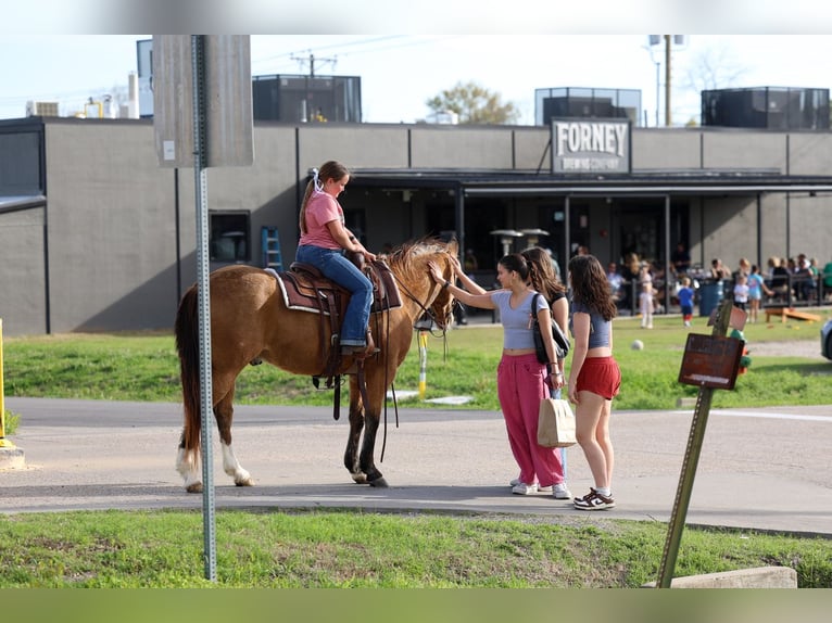 American Quarter Horse Gelding 14 years 14 hh Buckskin in Forney