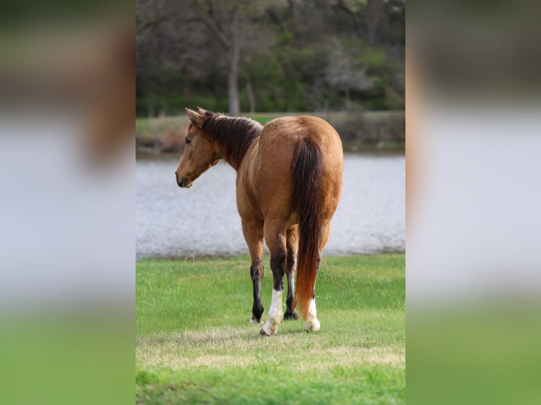 American Quarter Horse Gelding 14 years 14 hh Buckskin in Forney