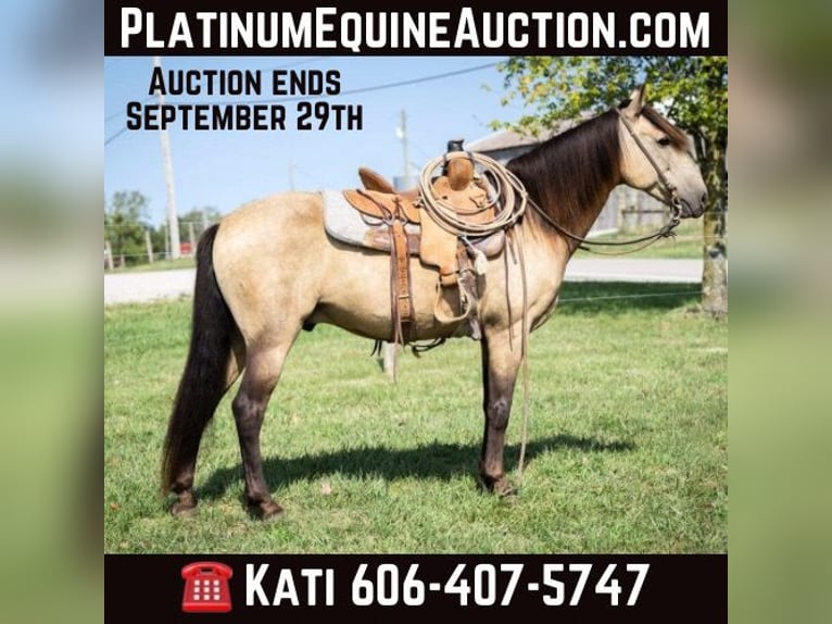 American Quarter Horse Gelding 14 years 14 hh Buckskin in Maysville KY