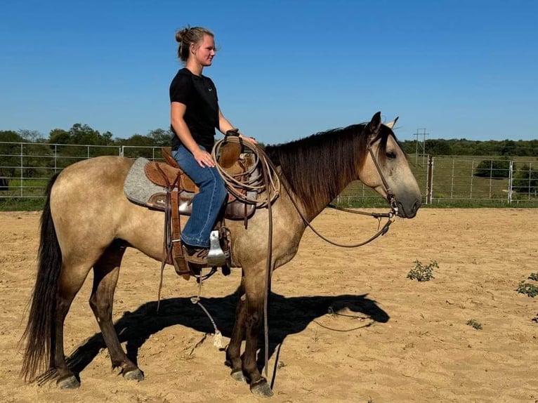 American Quarter Horse Gelding 14 years 14 hh Buckskin in Maysville KY