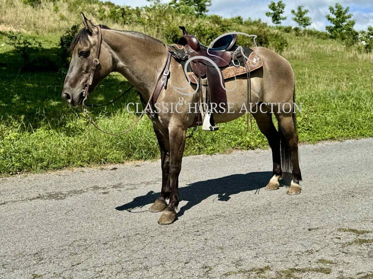 American Quarter Horse Gelding 14 years 14 hh Grullo in Sneedville, TN