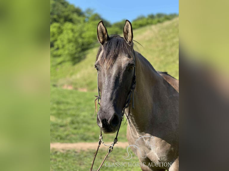 American Quarter Horse Gelding 14 years 14 hh Grullo in Sneedville, TN