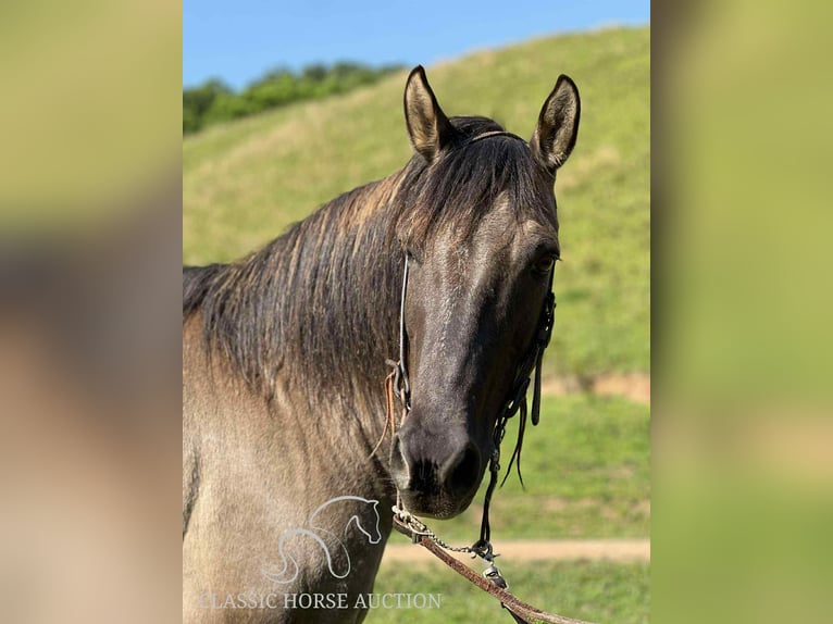 American Quarter Horse Gelding 14 years 14 hh Grullo in Sneedville, TN