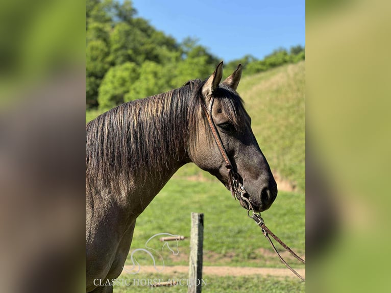 American Quarter Horse Gelding 14 years 14 hh Grullo in Sneedville, TN