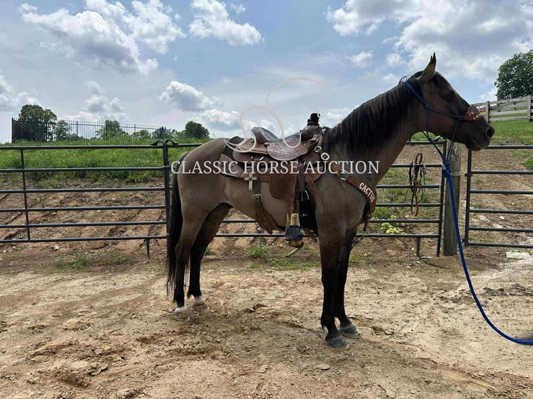 American Quarter Horse Gelding 14 years 14 hh Grullo in Sneedville, TN