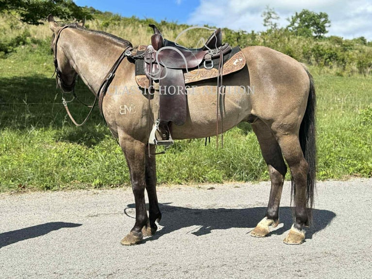 American Quarter Horse Gelding 14 years 14 hh Grullo in Sneedville, TN