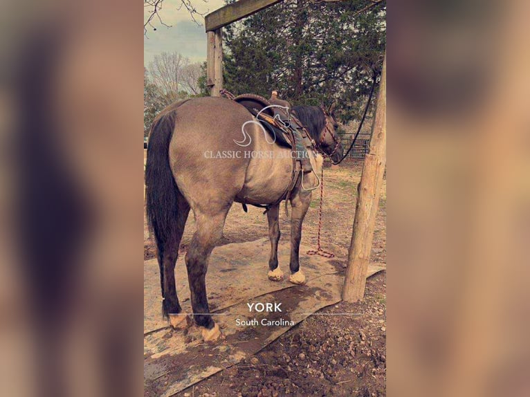 American Quarter Horse Gelding 14 years 14 hh Grullo in Sneedville, TN