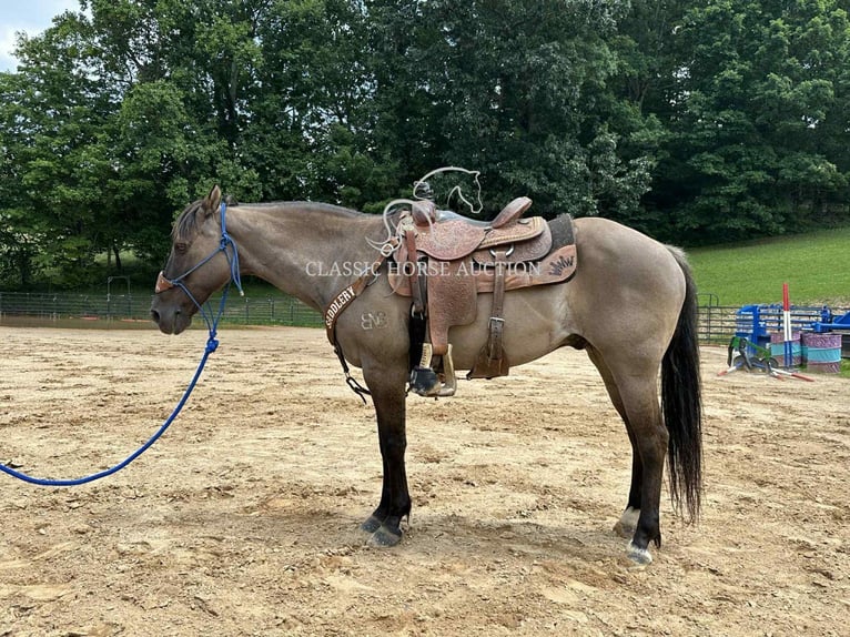American Quarter Horse Gelding 14 years 14 hh Grullo in Sneedville, TN