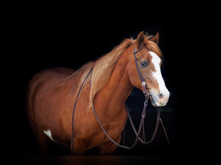 American Quarter Horse Gelding 14 years 14 hh Overo-all-colors in Weatherford TX