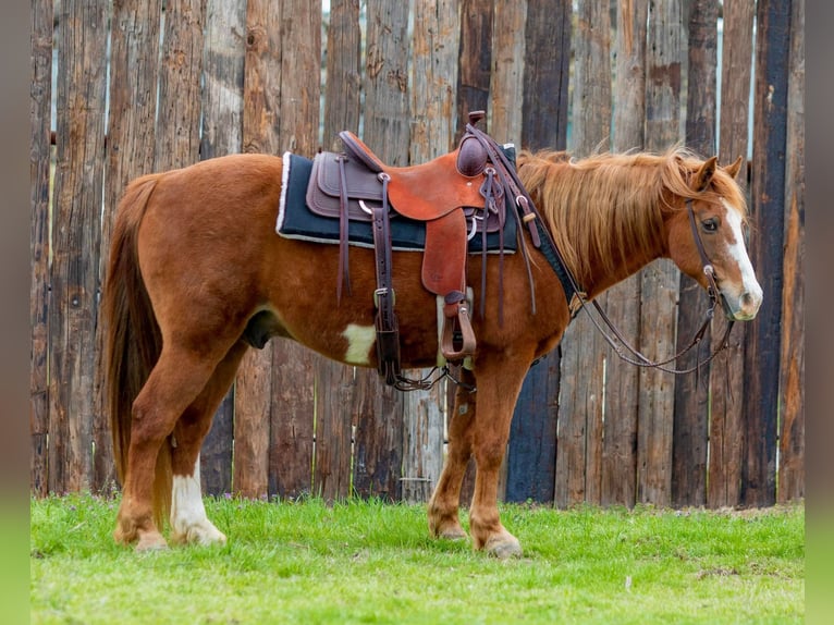 American Quarter Horse Gelding 14 years 14 hh Overo-all-colors in Weatherford TX