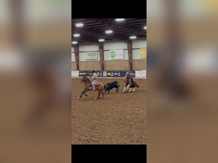 American Quarter Horse Gelding 14 years 14 hh Pinto in Stephenville