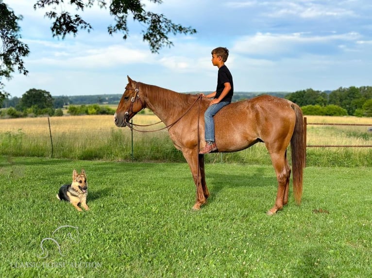 American Quarter Horse Gelding 14 years 14 hh Roan-Red in Houston, MO