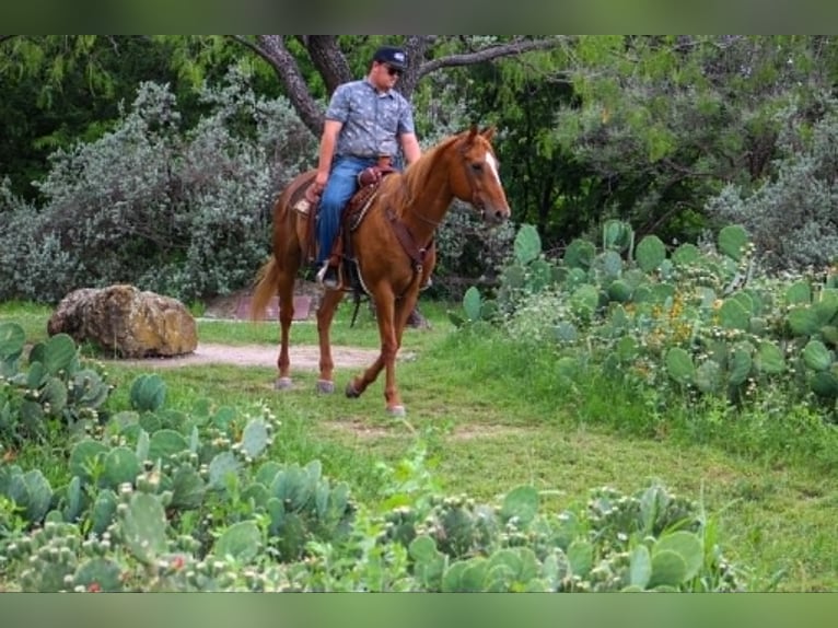 American Quarter Horse Mix Gelding 14 years 14 hh Sorrel in Poolville
