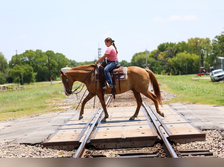 American Quarter Horse Gelding 14 years 14 hh  in Forney