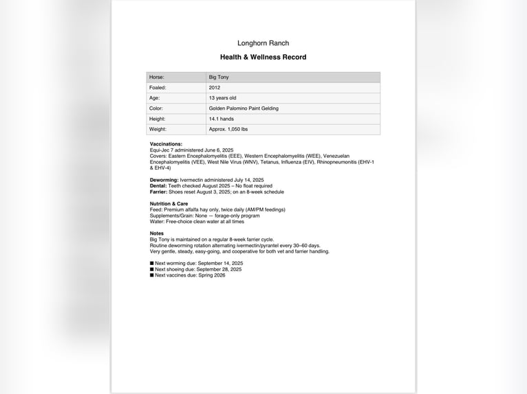 American Quarter Horse Gelding 14 years 14,1 hh Overo-all-colors in Paicines, CA