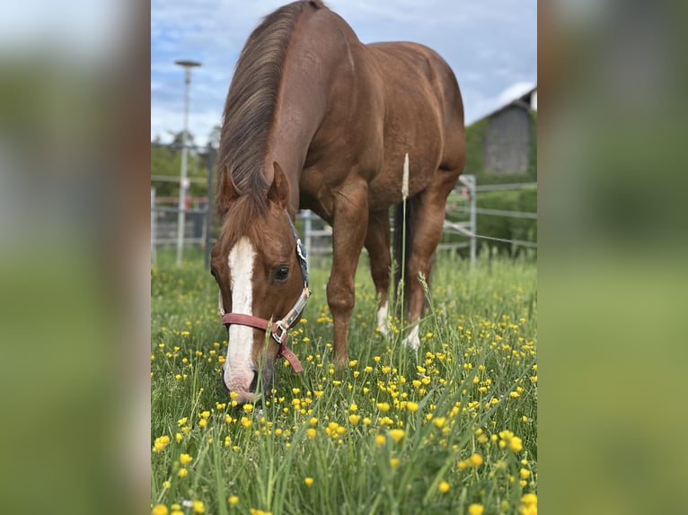 American Quarter Horse Gelding 14 years 14,2 hh Brown in Sulzbach-Rosenberg