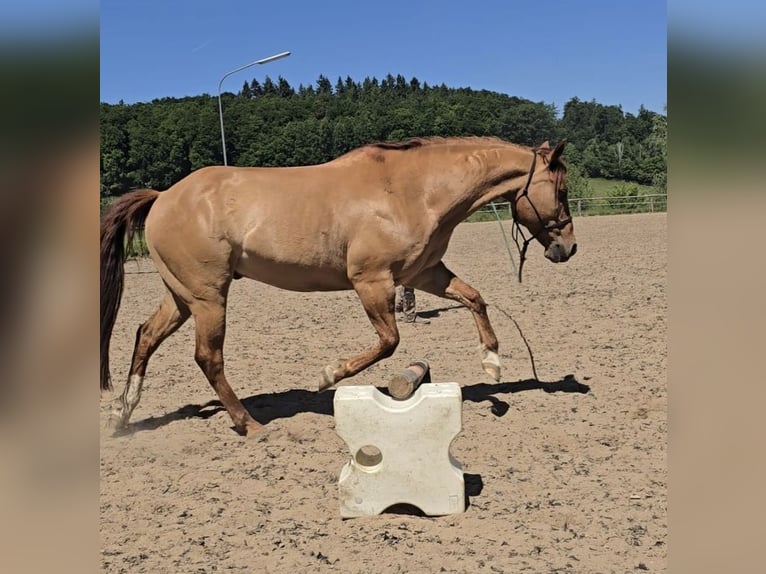 American Quarter Horse Gelding 14 years 14,2 hh Red Dun in Modautal
