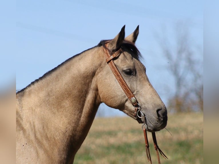 American Quarter Horse Gelding 14 years 14,3 hh Buckskin in Whitley City KY