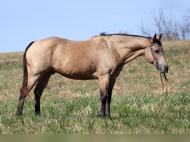 American Quarter Horse Gelding 14 years 14,3 hh Buckskin in Whitley City KY