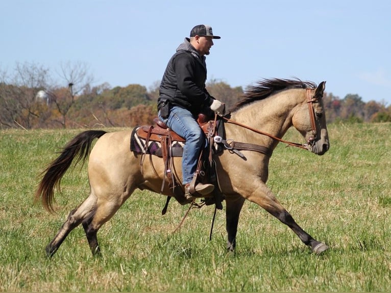 American Quarter Horse Gelding 14 years 14,3 hh Buckskin in Whitley City KY