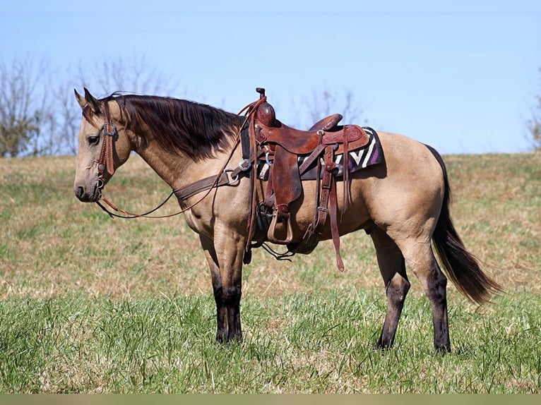 American Quarter Horse Gelding 14 years 14,3 hh Buckskin in Whitley City KY
