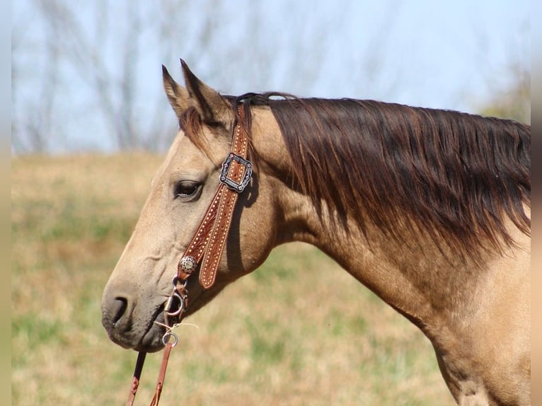 American Quarter Horse Gelding 14 years 14,3 hh Buckskin in Whitley City KY