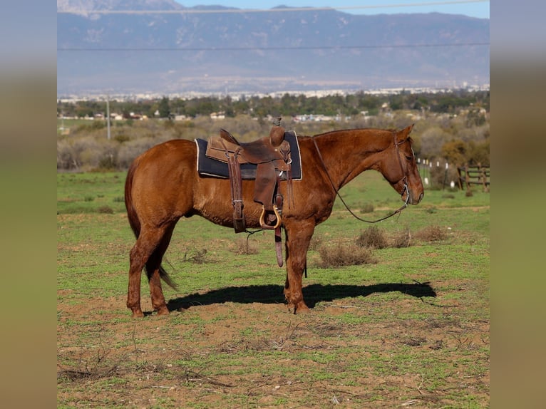 American Quarter Horse Gelding 14 years 14,3 hh Dun in Norco