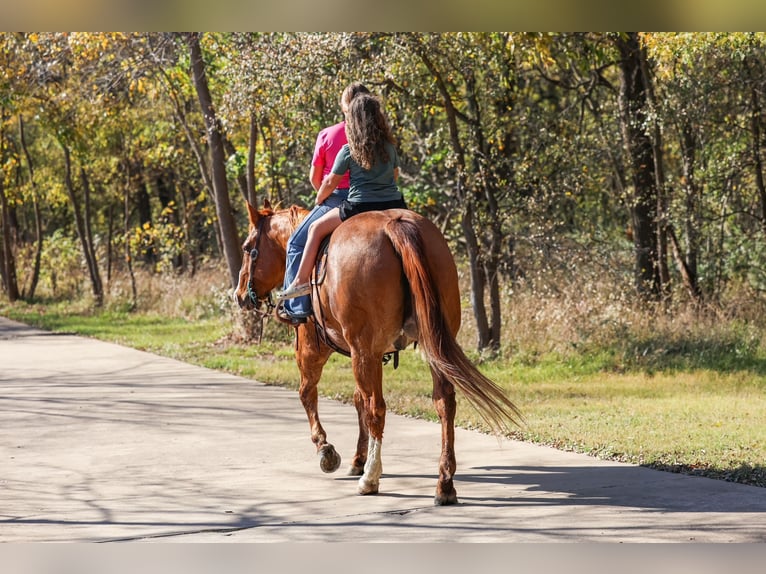 American Quarter Horse Gelding 14 years 14,3 hh Red Dun in Forney