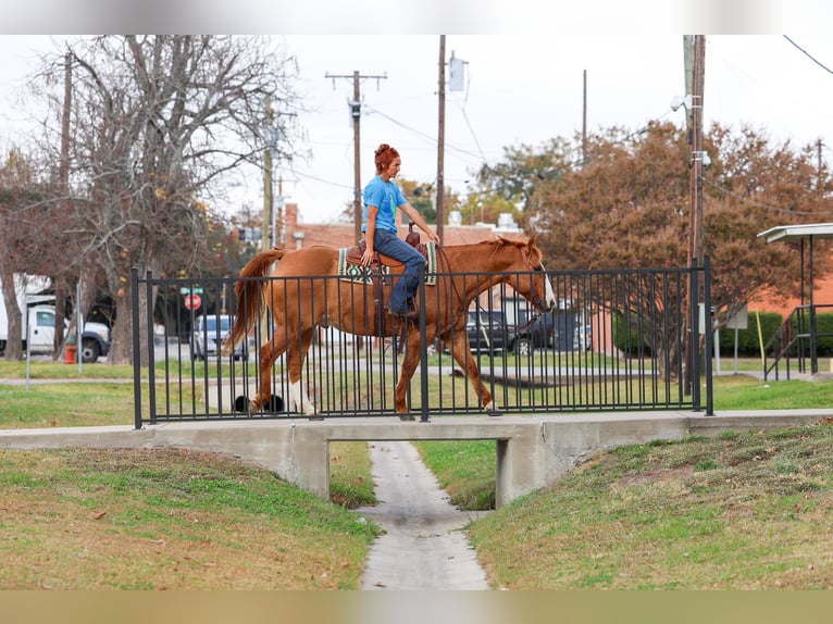 American Quarter Horse Gelding 14 years 14,3 hh Red Dun in Forney