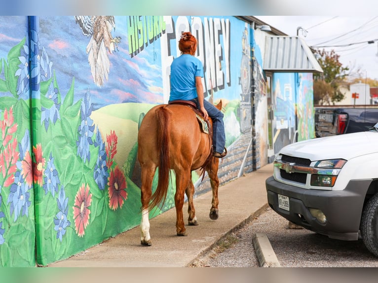 American Quarter Horse Gelding 14 years 14,3 hh Red Dun in Forney
