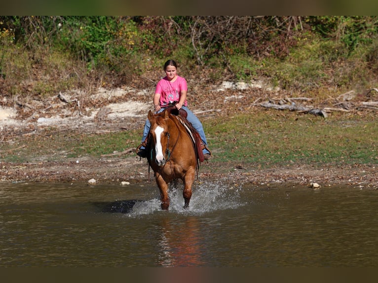 American Quarter Horse Gelding 14 years 14,3 hh Red Dun in Forney