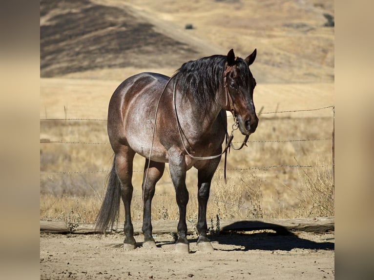 American Quarter Horse Gelding 14 years 14,3 hh Roan-Bay in Paicines CA