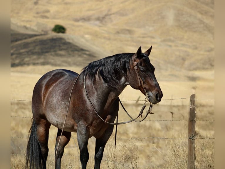 American Quarter Horse Gelding 14 years 14,3 hh Roan-Bay in Paicines CA