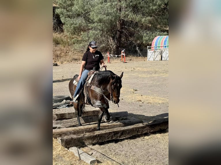 American Quarter Horse Gelding 14 years 14,3 hh Roan-Bay in Paicines CA