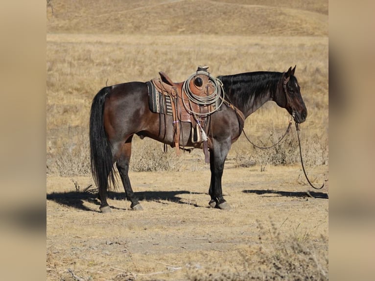 American Quarter Horse Gelding 14 years 14,3 hh Roan-Bay in Paicines CA