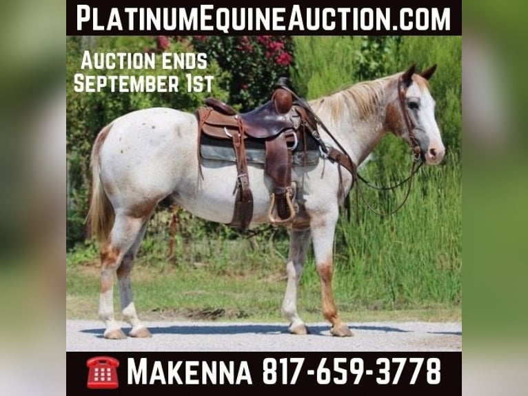 American Quarter Horse Gelding 14 years 14,3 hh Roan-Red in Stephenville TX