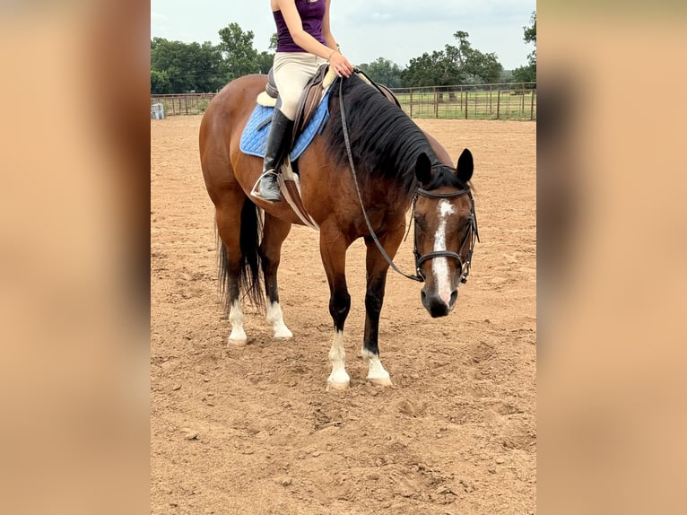 American Quarter Horse Gelding 14 years 15,1 hh Bay in Dennis, TX