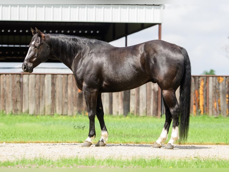 American Quarter Horse Gelding 14 years 15,1 hh Black in Ravenna