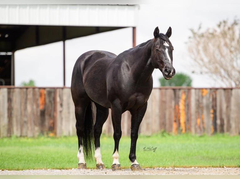 American Quarter Horse Gelding 14 years 15,1 hh Black in Ravenna