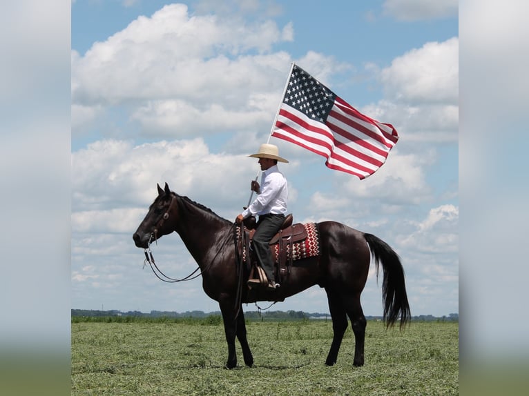 American Quarter Horse Gelding 14 years 15,1 hh Black in Fairbanks ia