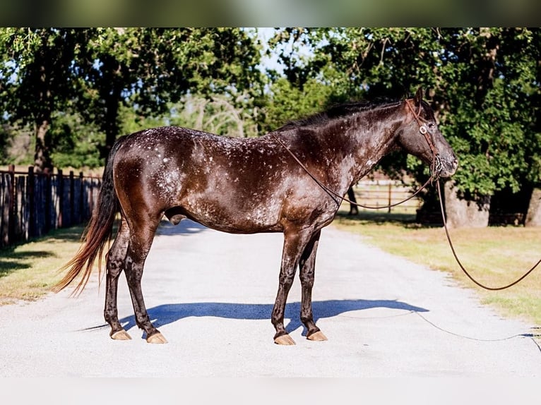 American Quarter Horse Gelding 14 years 15,1 hh Black in Lipan, TX