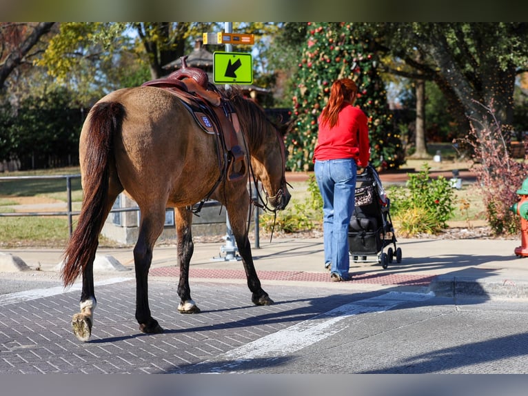 American Quarter Horse Gelding 14 years 15.1 hh Buckskin in Forney