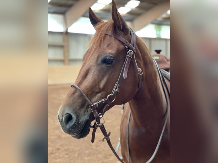 American Quarter Horse Gelding 14 years 15,1 hh Chestnut-Red in Heltersberg