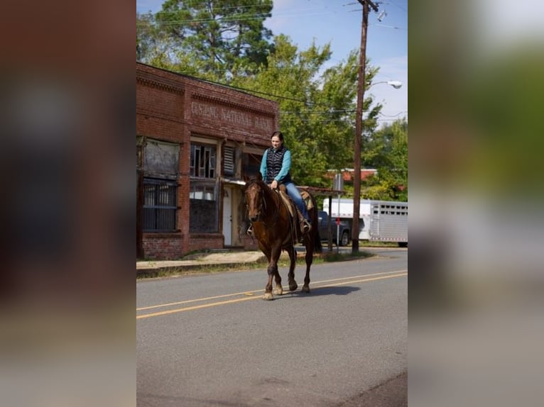 American Quarter Horse Gelding 14 years 15,1 hh Chestnut in Rusk Tx